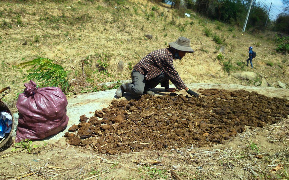 Người dân vùng sâu Đắk Lắk tăng thu nhập từ nghề... nhặt phân bò