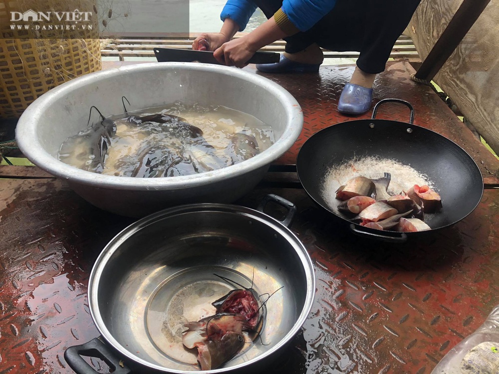 Phú Thọ: Cao thủ săn loài sát thủ cá râu dài da trơn tuột, ngạnh sắc nhọn trên Đà giang - Ảnh 2.