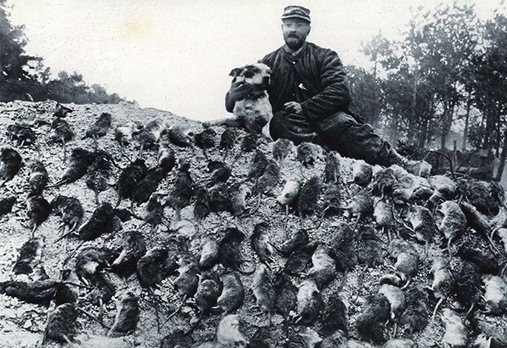 Kinh hoàng hàng triệu con chuột to như mèo khiến binh sĩ Thế chiến I khổ sở - Ảnh 4.