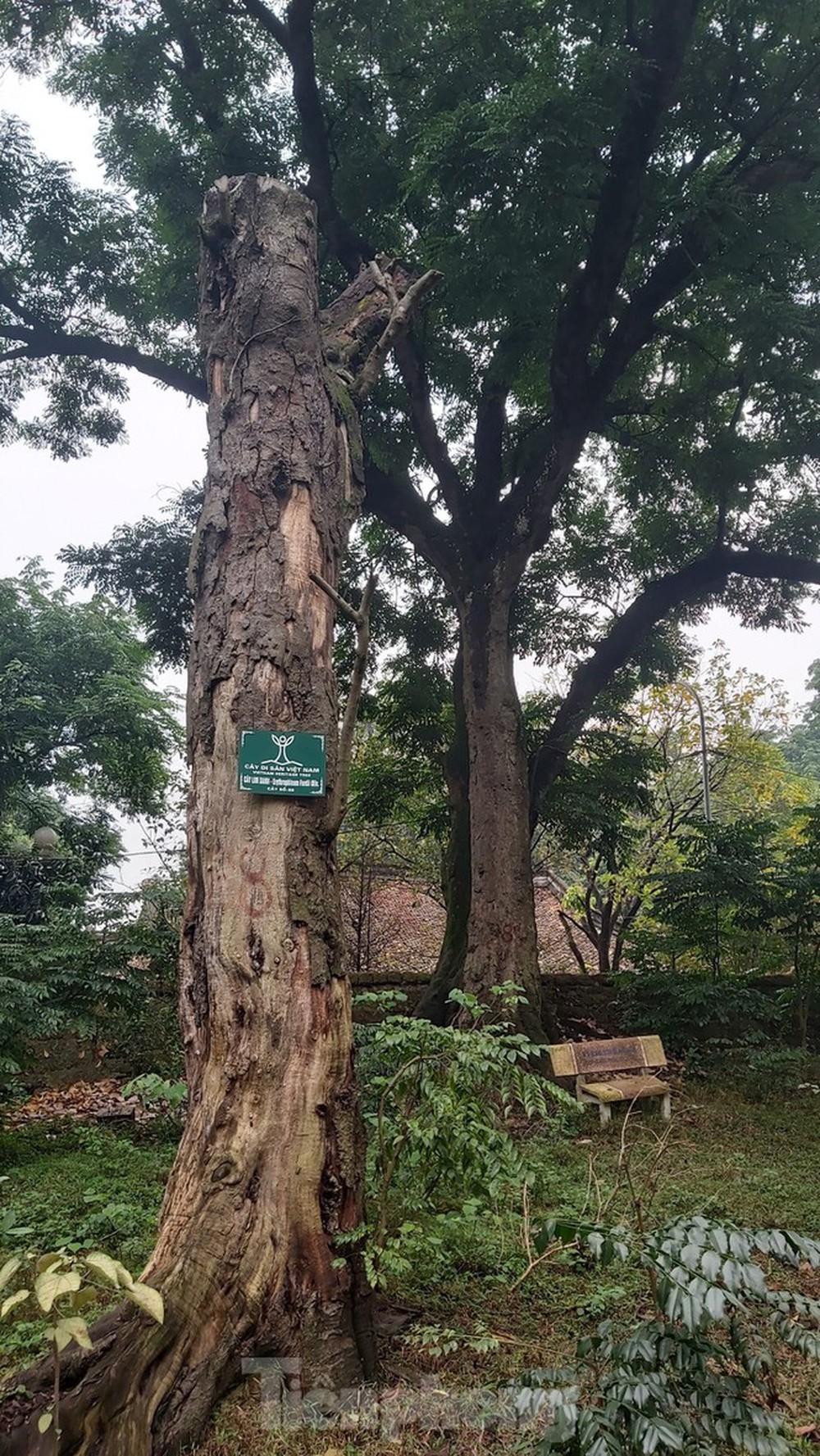 Khám phá rừng lim độc đáo, hơn nghìn năm tuổi tại Hà Nội - Ảnh 5.