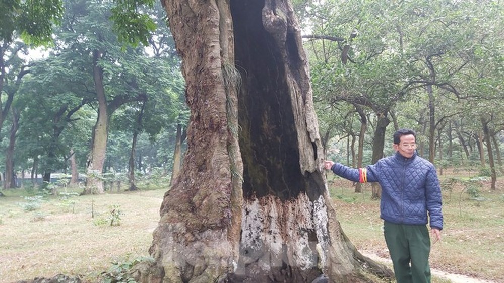 Khám phá rừng lim độc đáo, hơn nghìn năm tuổi tại Hà Nội - Ảnh 7.