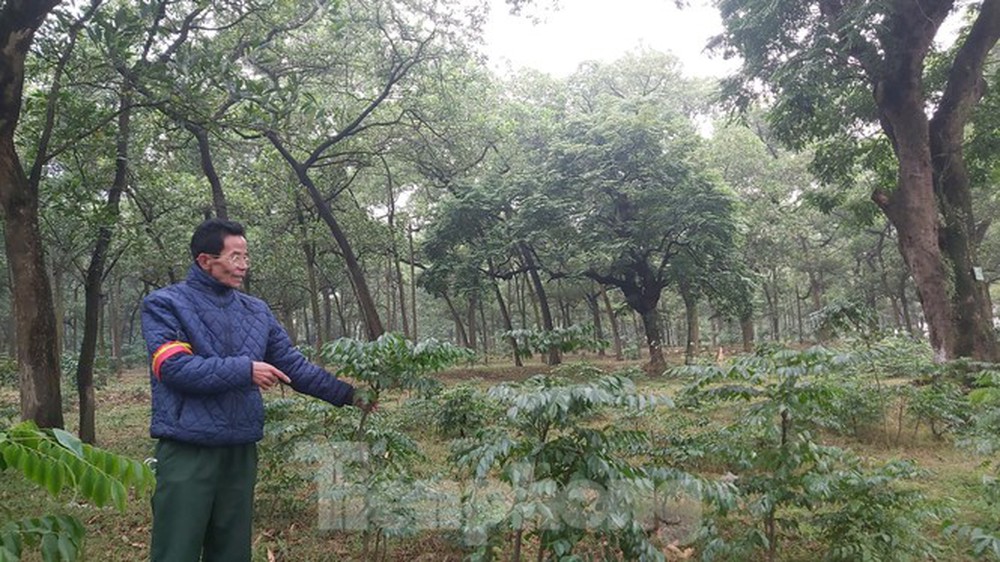 Khám phá rừng lim độc đáo, hơn nghìn năm tuổi tại Hà Nội - Ảnh 10.
