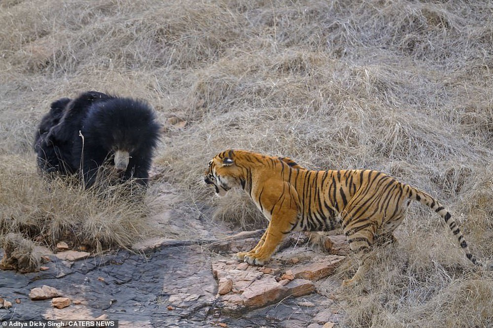 Hổ Bengal hung dữ thất bại ê chề trước gấu mẹ trong nỗ lực bảo vệ con - Ảnh 1.