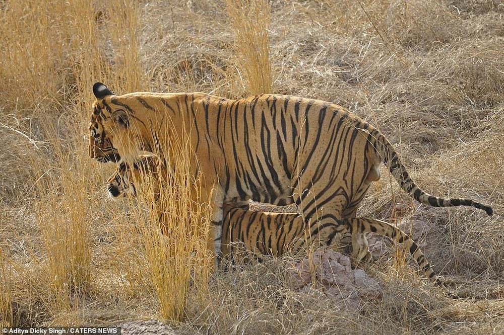 Hổ Bengal hung dữ thất bại ê chề trước gấu mẹ trong nỗ lực bảo vệ con - Ảnh 2.