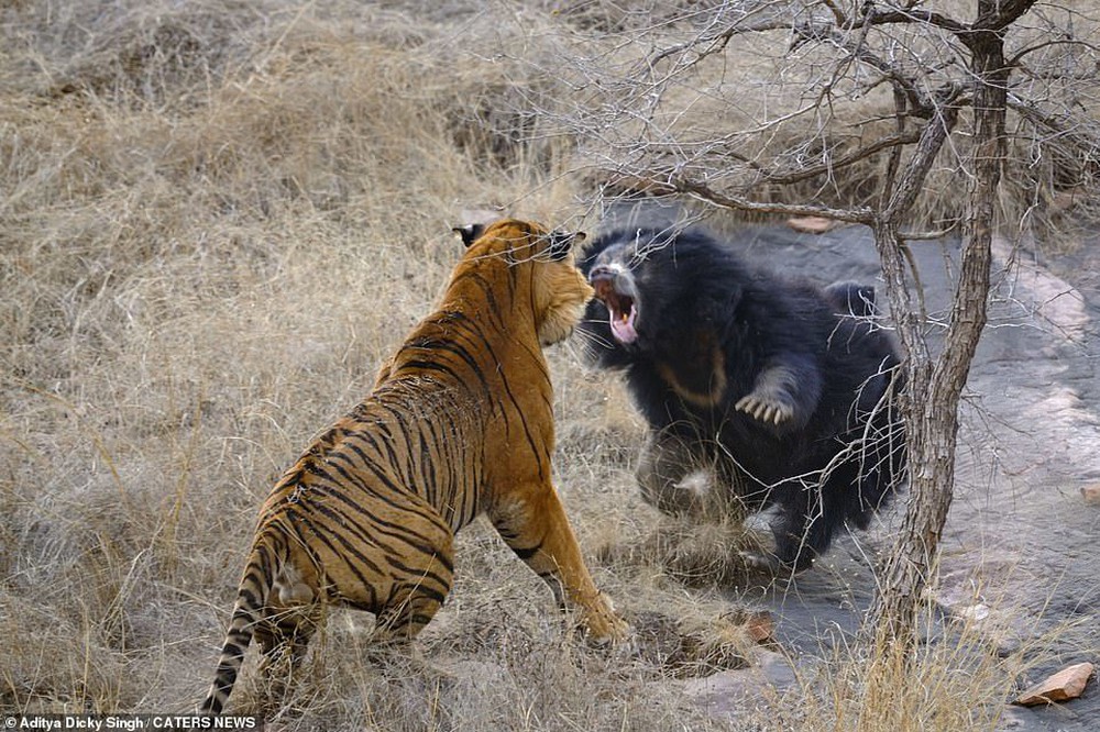 Hổ Bengal hung dữ thất bại ê chề trước gấu mẹ trong nỗ lực bảo vệ con - Ảnh 4.