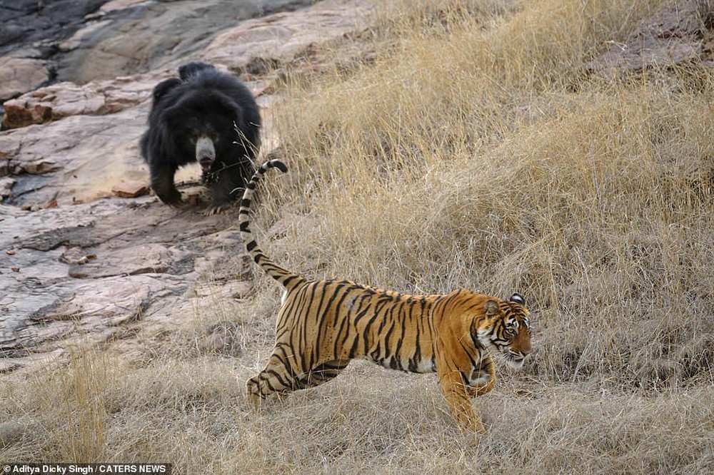 Hổ Bengal hung dữ thất bại ê chề trước gấu mẹ trong nỗ lực bảo vệ con - Ảnh 5.