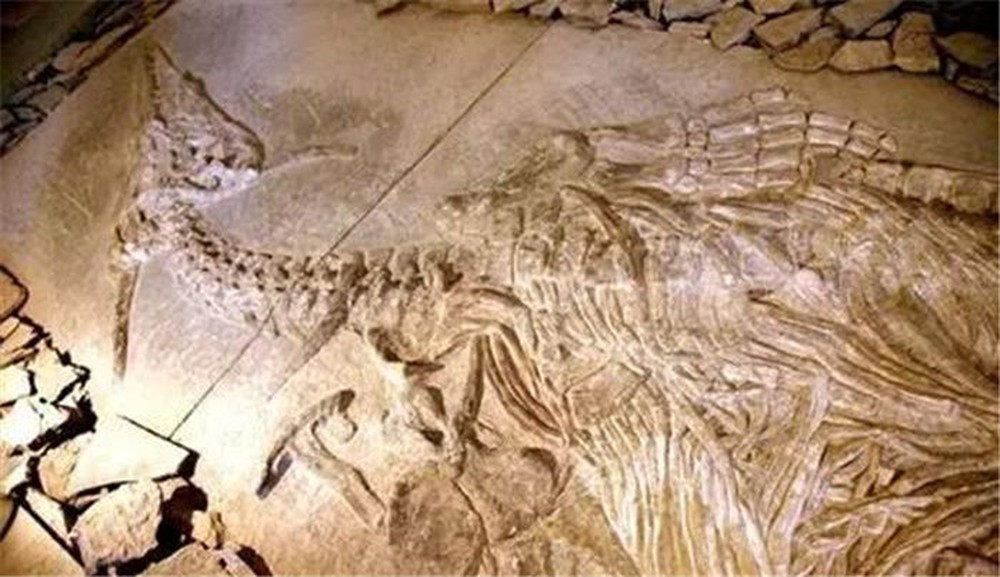 Lạc vào hang động bí ẩn trên núi, người nông dân bất ngờ tìm ra hóa thạch rồng dài hơn 7m: Chân tướng ra sao? - Ảnh 3.