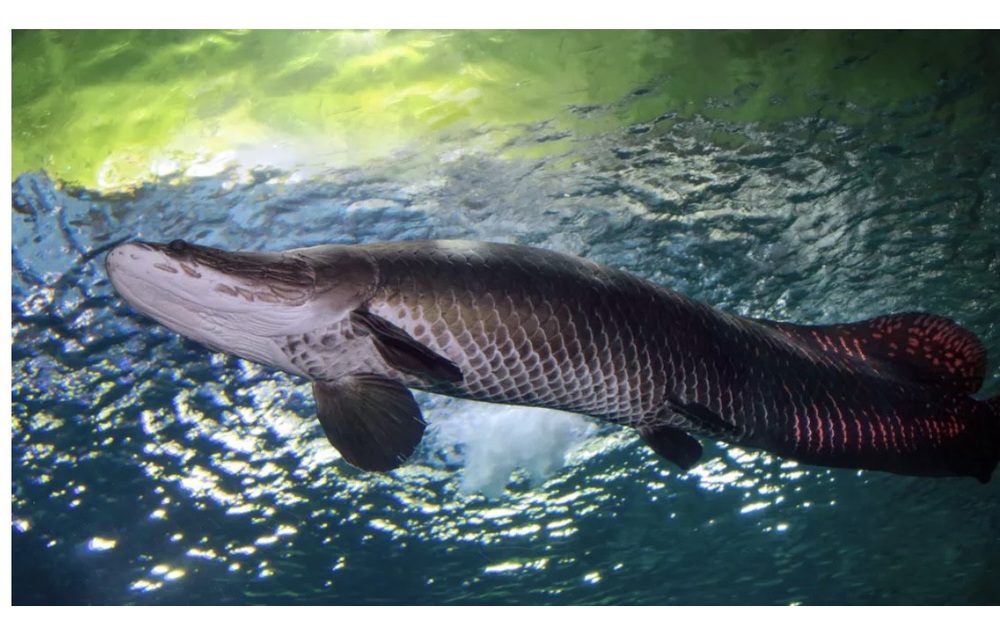 Phát hiện "quái vật sông Amazon" chết ở Florida