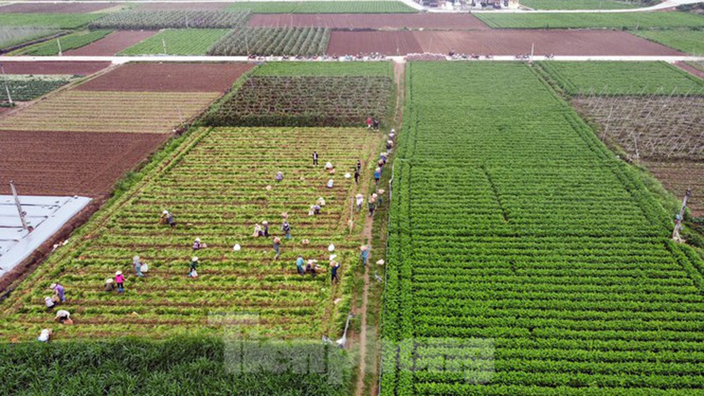 Vào vựa rau lớn nhất Chí Linh sau khi gỡ lệnh phong tỏa - Ảnh 1.