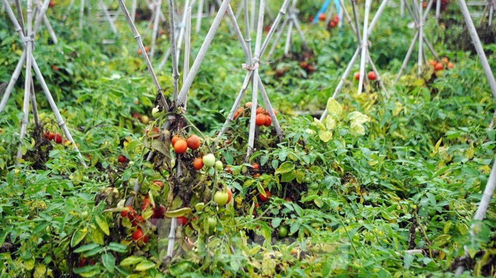 Vào vựa rau lớn nhất Chí Linh sau khi gỡ lệnh phong tỏa - Ảnh 8.