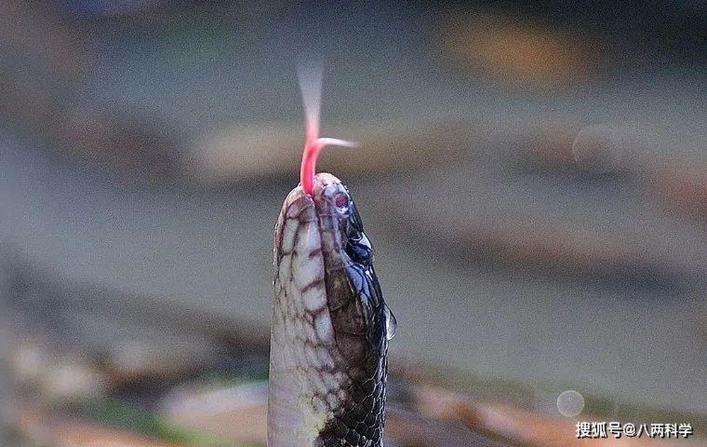 Loài rắn độc nhất TQ: 1 miligam nọc là đủ giết người, hổ mang chúa cũng khiếp sợ nhưng tính tình lại rất tương phản - Ảnh 3.