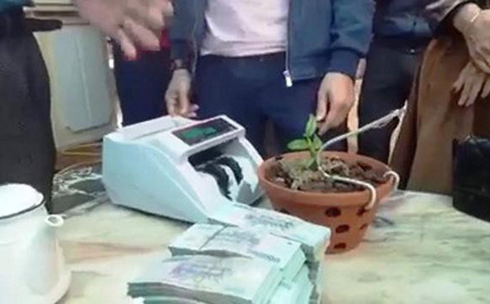 Xôn xao lan Hồng Bồng Lai được bán với giá hơn 1,6 tỷ đồng