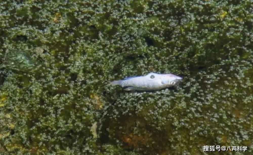 Loài cá duy nhất sống được trong hồ tử thần châu Phi: Kiếm ăn trên bờ vực cái chết, cá đang bơi có thể bị luộc chín - Ảnh 4.
