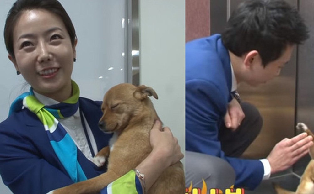 Chú chó mê gái khét tiếng ở sân bay Hàn Quốc: Thấy tiếp viên nữ là sấn sổ bổ nhào, gặp tiếp viên nam thì thờ ơ tránh né