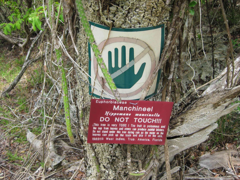 Cây đẹp nhưng đó là loài cây độc nhất hành tinh, chỉ đứng dưới bóng cây cũng chết người - Ảnh 5.