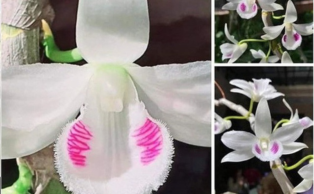 Giới sành lan: Lan đột biến không hiếm, muốn là có ngay vạn cây