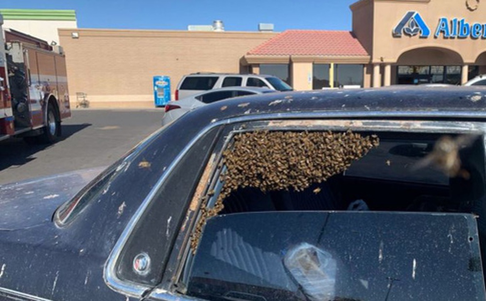 Chỉ 10 phút vào siêu thị, đàn ong mật 15.000 con chiếm xe hơi