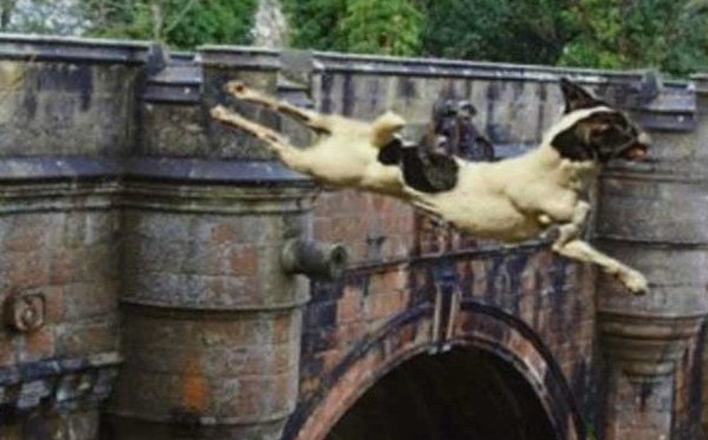 Giải mã cây cầu kỳ quái khiến hàng trăm con chó đi qua đều muốn tự tử