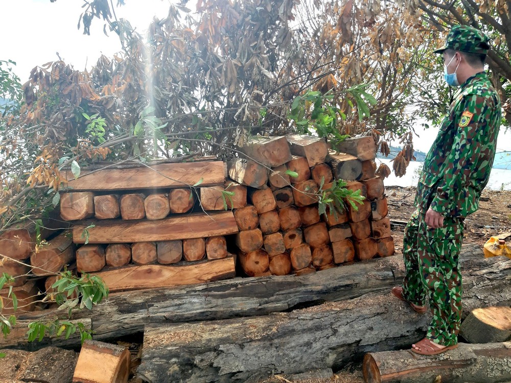  Cận cảnh hàng trăm lóng gỗ lậu kín đặc khúc sông  - Ảnh 10.