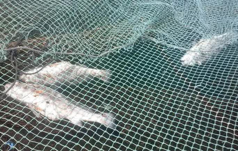 Gần 30 tấn cá chết bất thường dọc bờ biển Thanh Hóa - Ảnh 1.