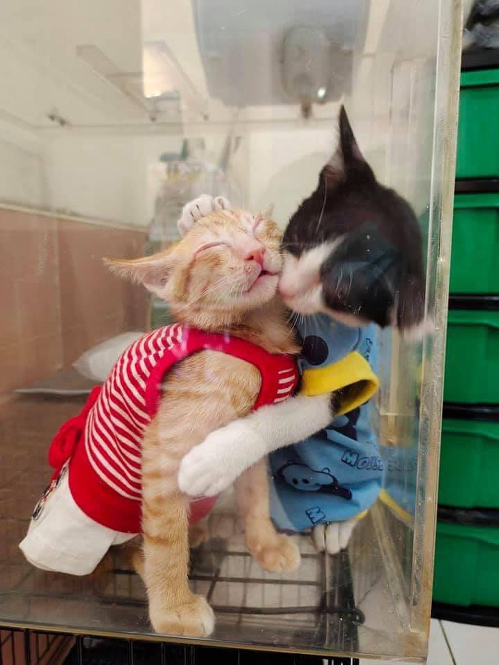 Hình ảnh 2 chú mèo hoang bị viêm mắt ôm nhau trong phòng khám khiến ai ai cũng cảm động  - Ảnh 2.