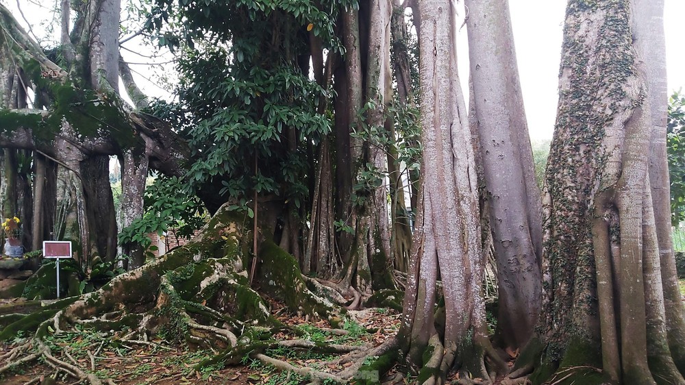  Chiêm ngưỡng cây đa Thần Rùa khổng lồ ở Hà Nội  - Ảnh 3.