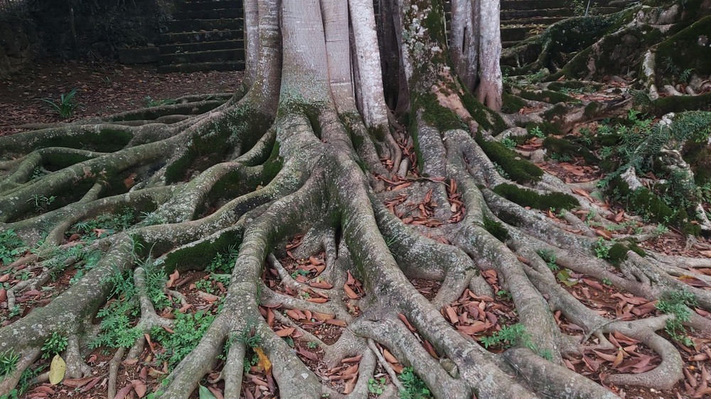  Chiêm ngưỡng cây đa Thần Rùa khổng lồ ở Hà Nội  - Ảnh 5.