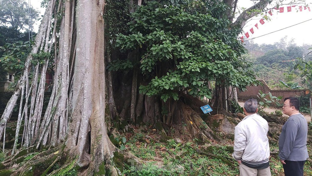  Chiêm ngưỡng cây đa Thần Rùa khổng lồ ở Hà Nội  - Ảnh 9.