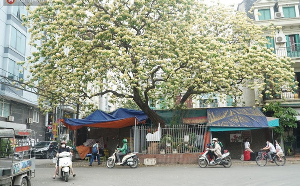 Sau rét nàng Bân, người dân lại được chiêm ngưỡng cây hoa bún 'bảo vật' độc nhất vô nhị toả hương khoe sắc giữa lòng Hà Nội