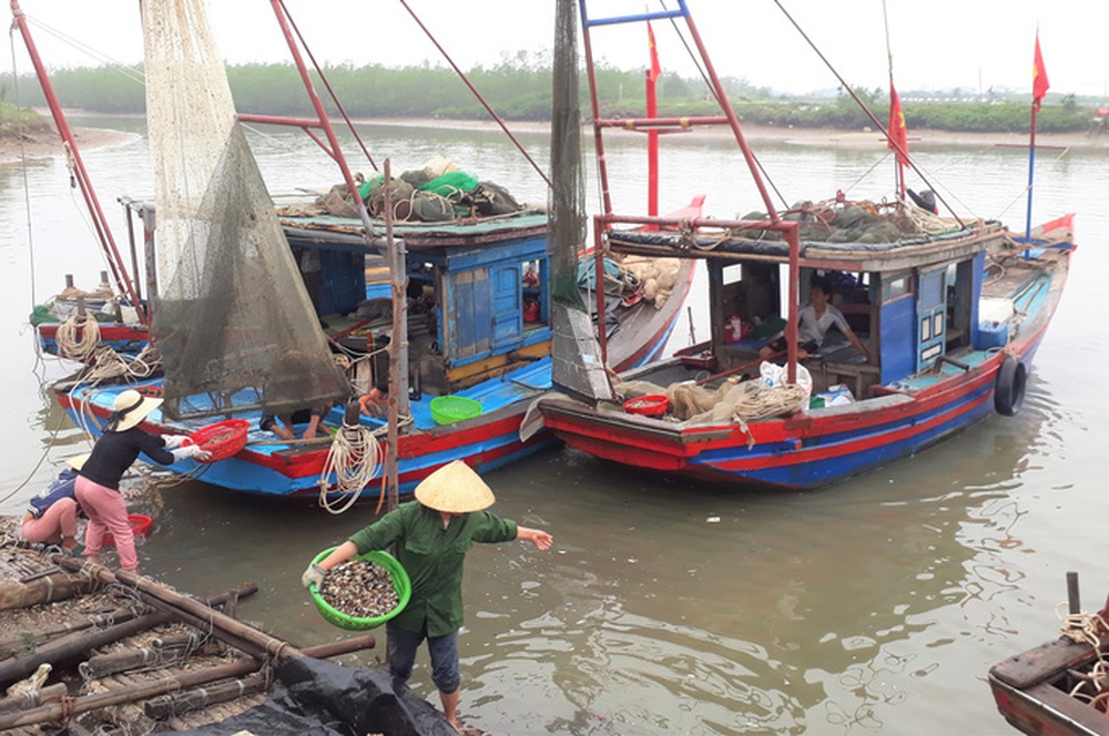 Chi 43 tỉ đồng nâng cấp chưa lâu, cảng cá ở Thanh Hóa đã trùm mền - Ảnh 9.