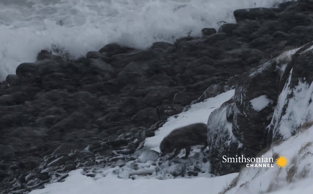 Cặp đôi cáo tuyết Bắc Cực hội ngộ trong cơn bão tuyết: Những hình ảnh làm lay động lòng người