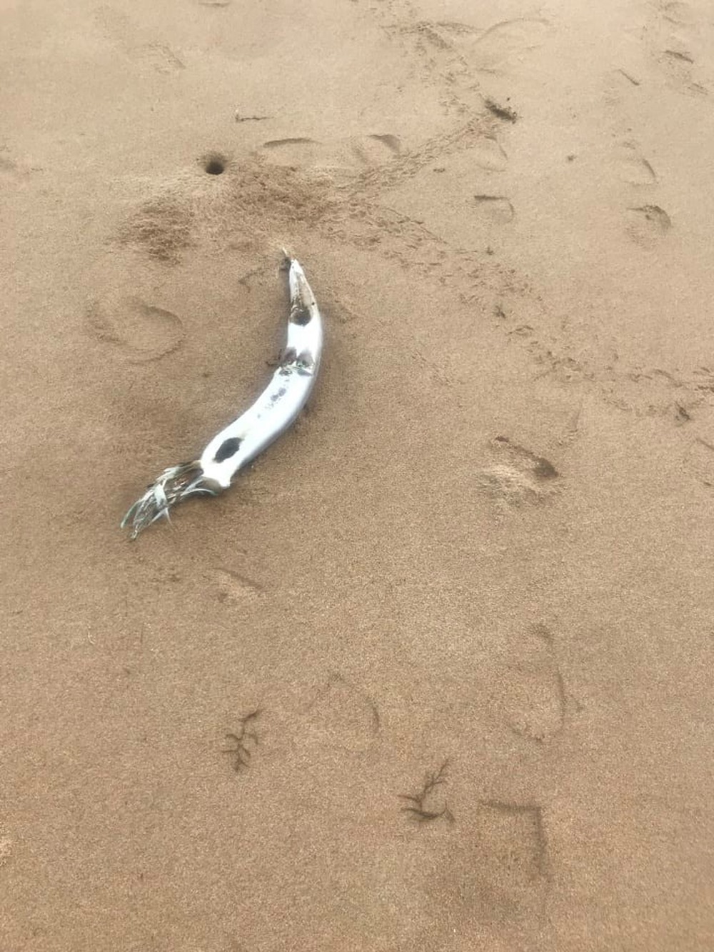 Cá chết bất thường dọc bãi biển 2 xã ở Nghệ An, lấy mẫu nước biển quan trắc - Ảnh 6.