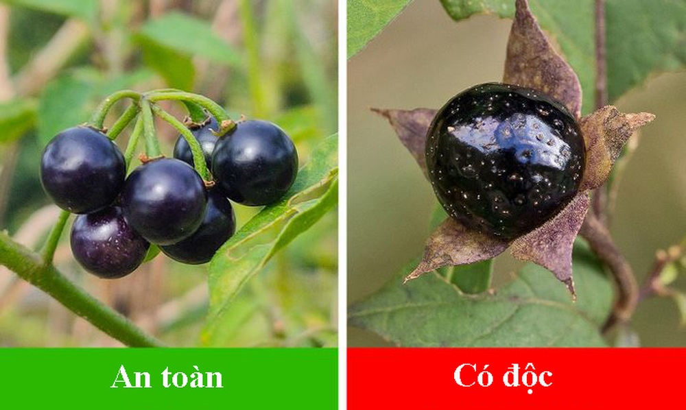 7 loại cây ăn quả có anh em song sinh giống như đúc: Quả an toàn, quả có độc chết người - Ảnh 4.