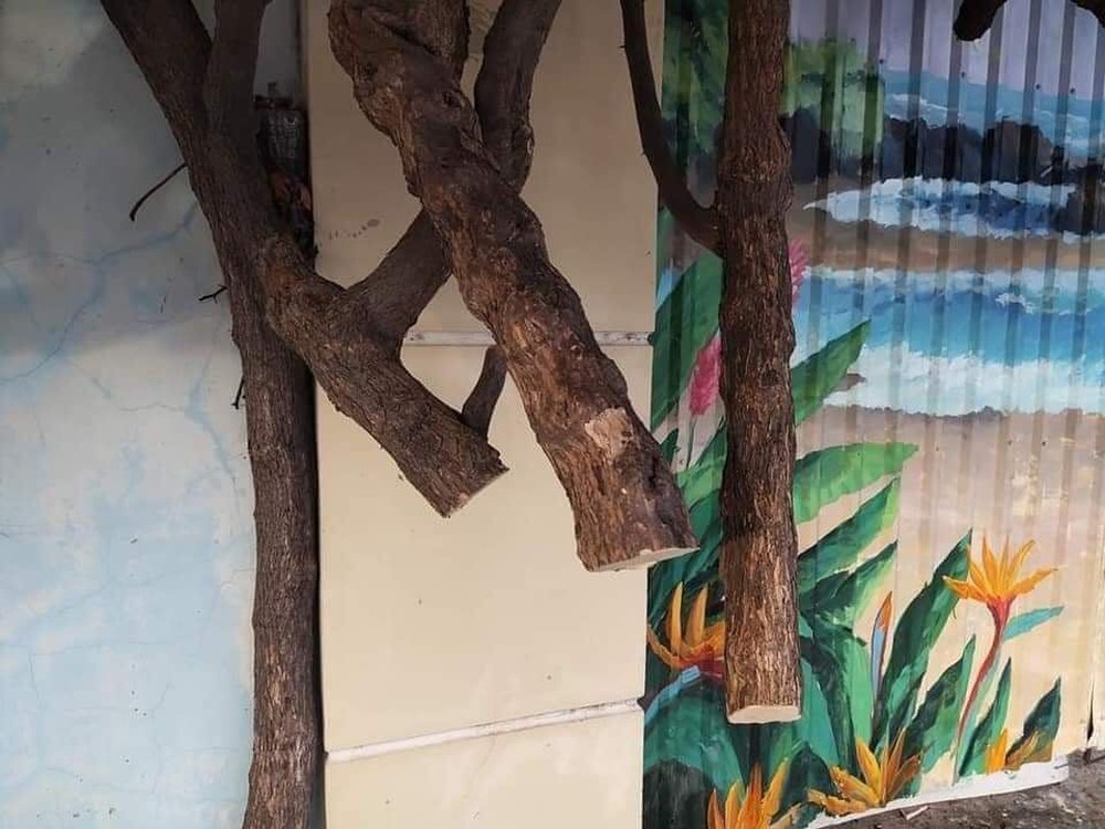  Khởi tố, bắt giam kẻ cưa trộm hoa giấy 20 năm tuổi ở Vũng Tàu  - Ảnh 2.