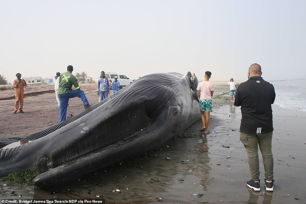 Cận cảnh xác cá voi xanh dài 18m lần đầu trôi dạt bờ biển châu Phi, cách xa nhà 8.000km - Ảnh 2.
