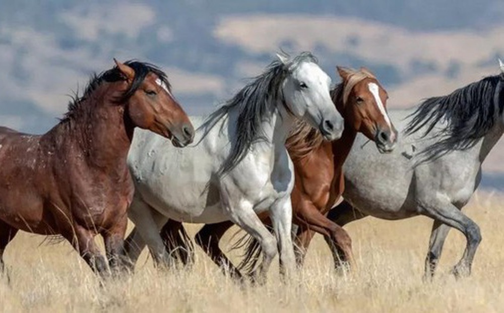 Sự thật về những con ngựa hoang dã của Mỹ