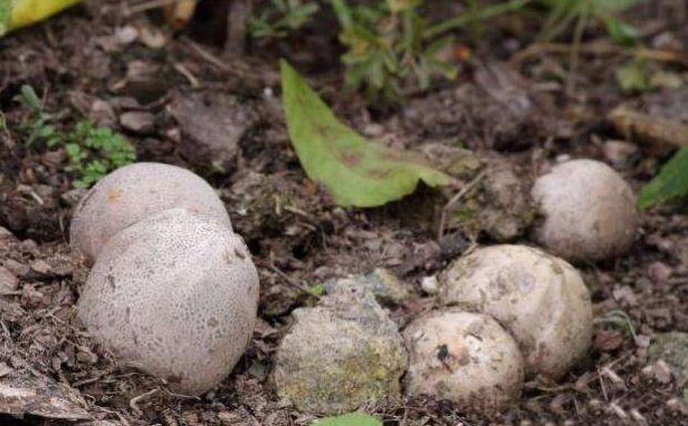 Thấy đống trứng nằm vùi trong đất nên hí hửng nhặt mang về nhà, vài ngày sau, thứ nở ra khiến người đàn ông vừa nhìn đã sợ xanh mắt