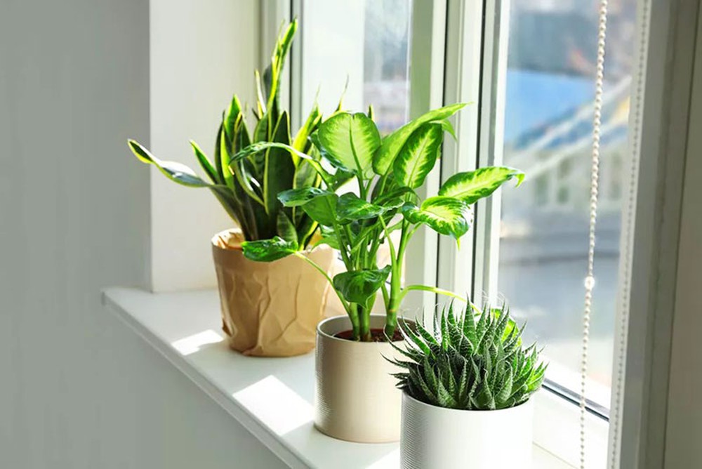 Mẹo phong thủy đón lộc, tụ tài giúp gia đình ngày một giàu sang, sung túc - Ảnh 4.