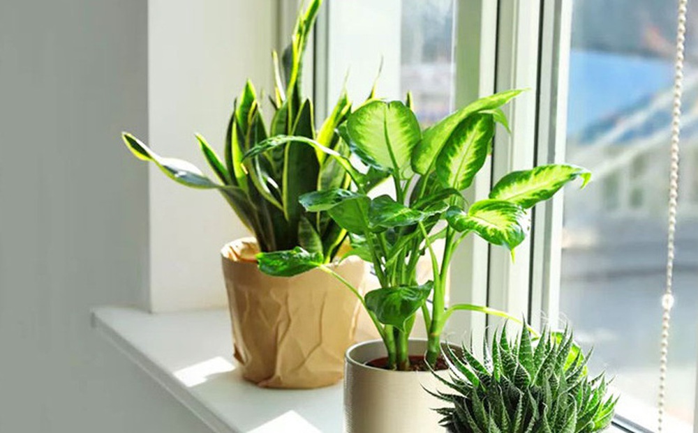 Mẹo phong thủy đón lộc, tụ tài giúp gia đình ngày một giàu sang, sung túc