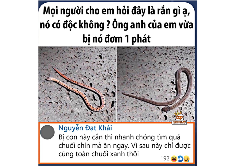 Thực hư loài rắn ngay tại Việt Nam cắn 1 phát phải đi tìm quả chuối chín để ăn, nếu muộn là chỉ được cúng chuối xanh! - Ảnh 1.