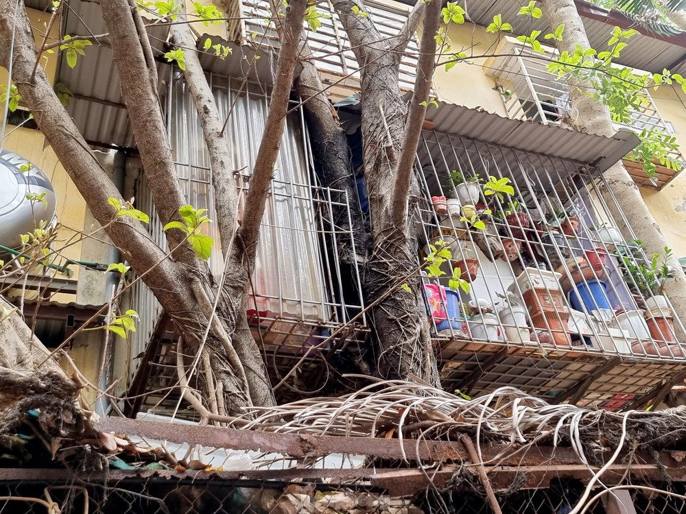 Kỳ lạ cây mọc xuyên thủng nhiều căn nhà trong khu tập thể 60 tuổi ở Hà Nội - Ảnh 11.