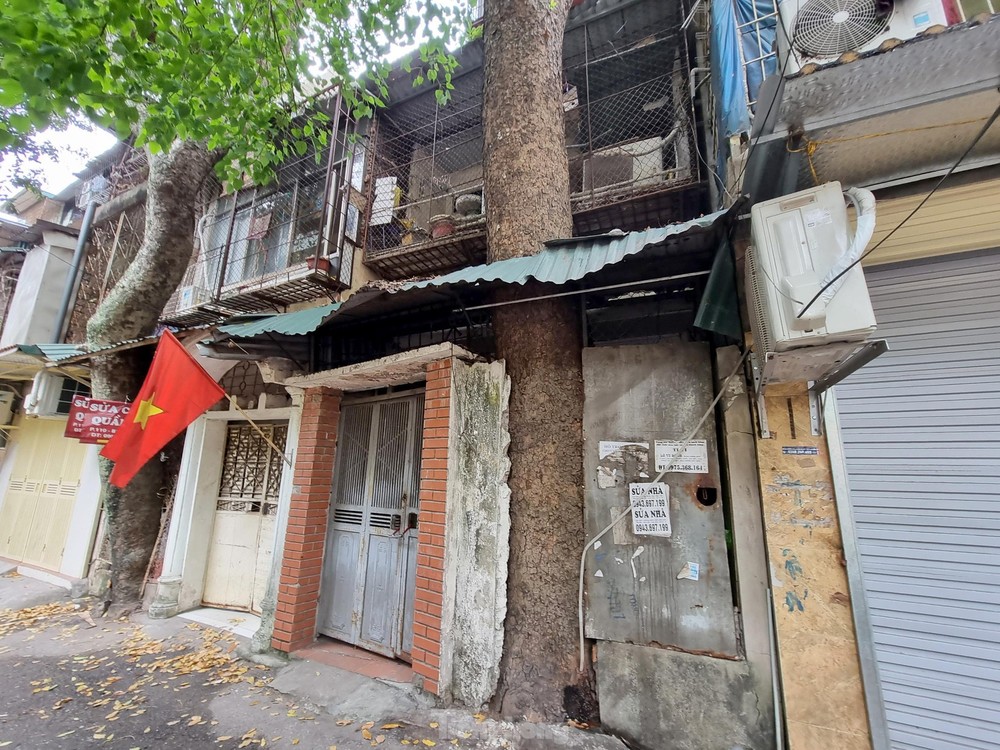Kỳ lạ cây mọc xuyên thủng nhiều căn nhà trong khu tập thể 60 tuổi ở Hà Nội - Ảnh 12.