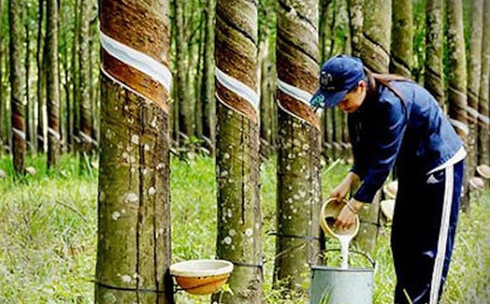 Cao su Phước Hòa (PHR) dự kiến chia cổ tức bằng tiền kỷ lục 45%