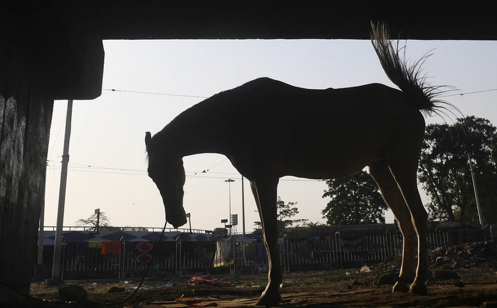 Hàng trăm người Ấn Độ vi phạm quy tắc phòng dịch để dự đám tang ‘ngựa thần’