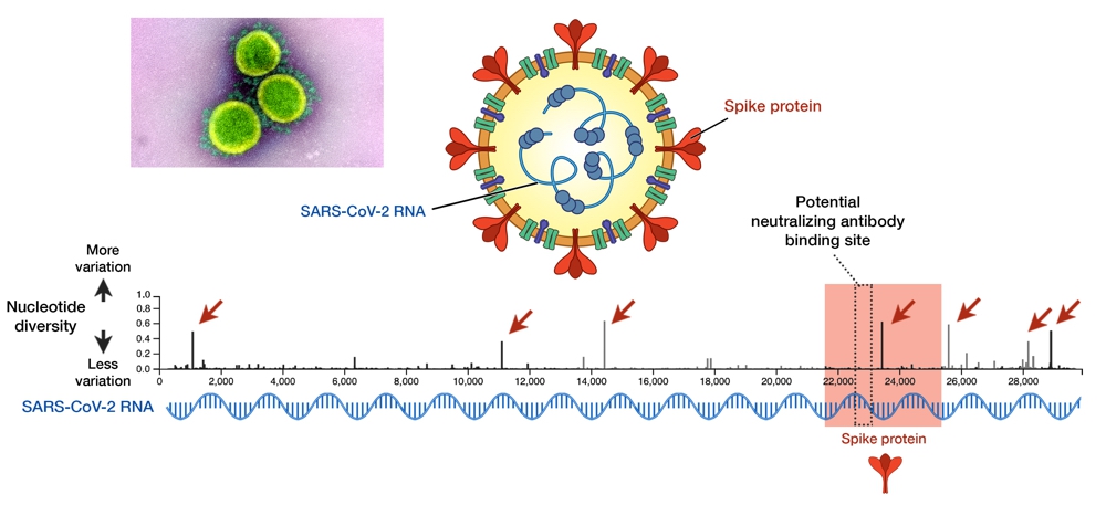 TS Việt tại Úc: SARS-CoV-2 là kẻ cướp tế bào, vaccine sẽ khoá tay virus thế nào? - Ảnh 4.