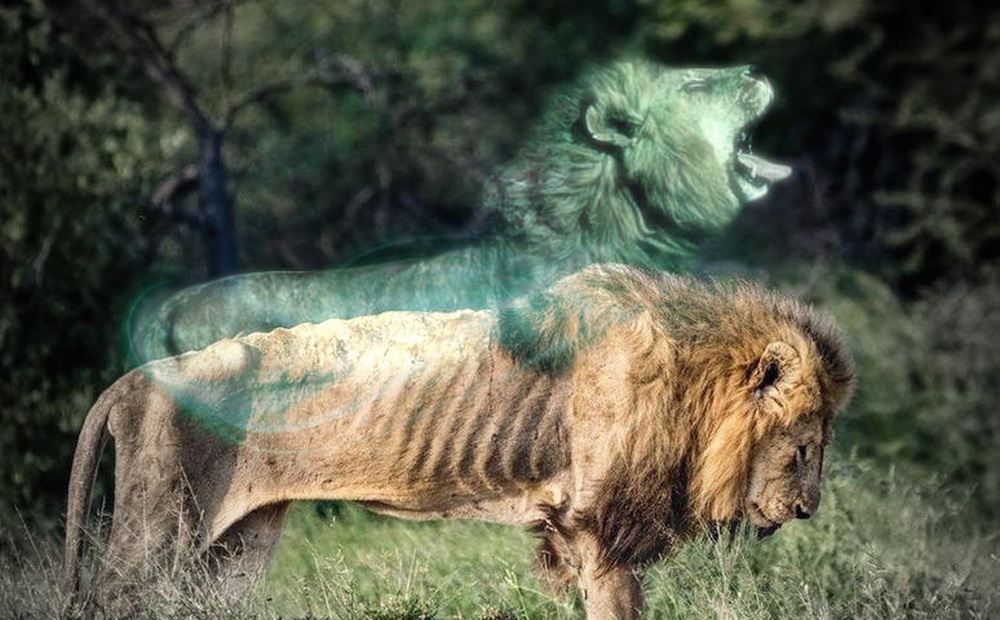 Chùm ảnh: Khoảnh khắc cuối đời của vua sư tử Skar từng ngự trị đồng cỏ Nam Phi
