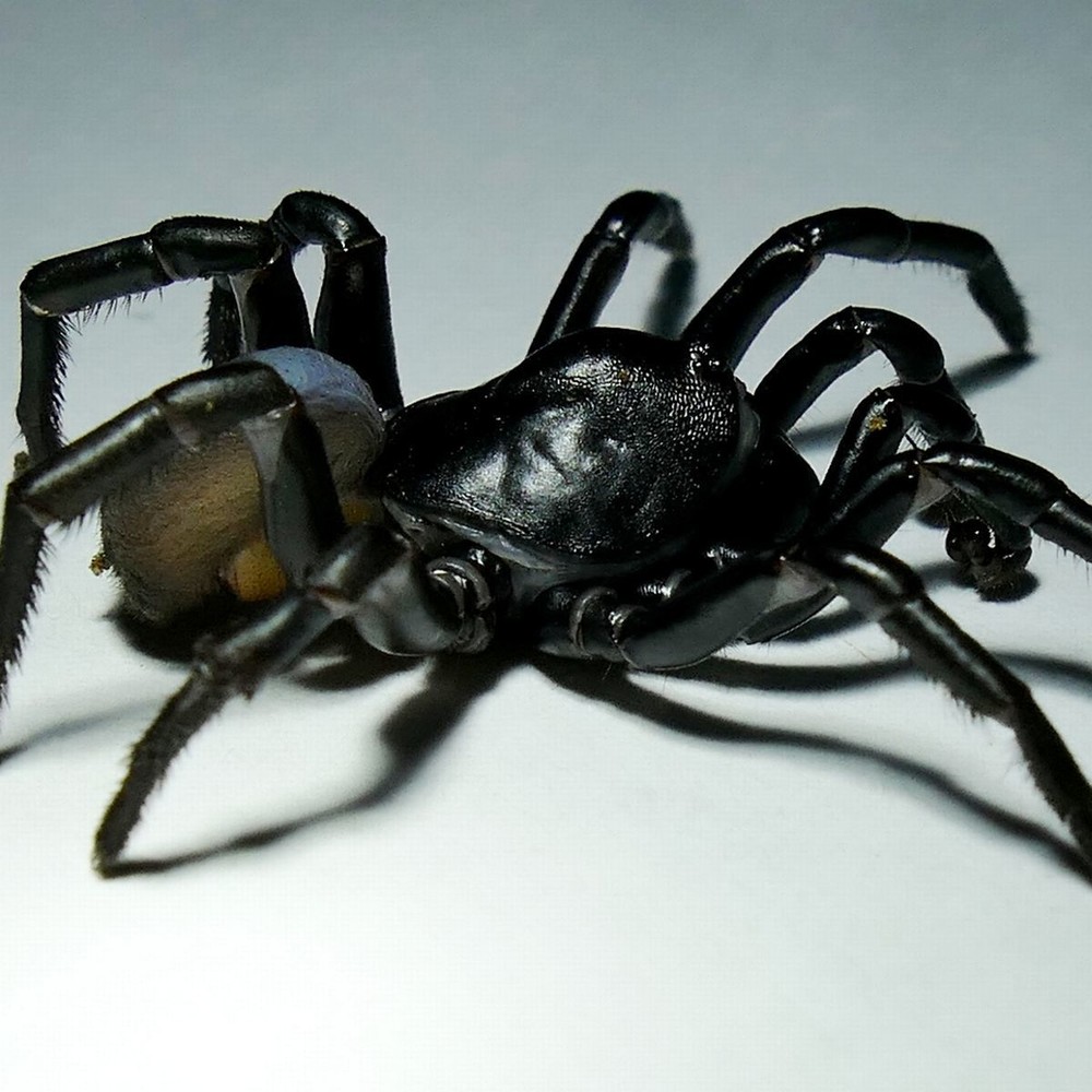 Phát hiện loài nhện khủng có nọc độc, sống thọ hàng chục năm - Ảnh 2.