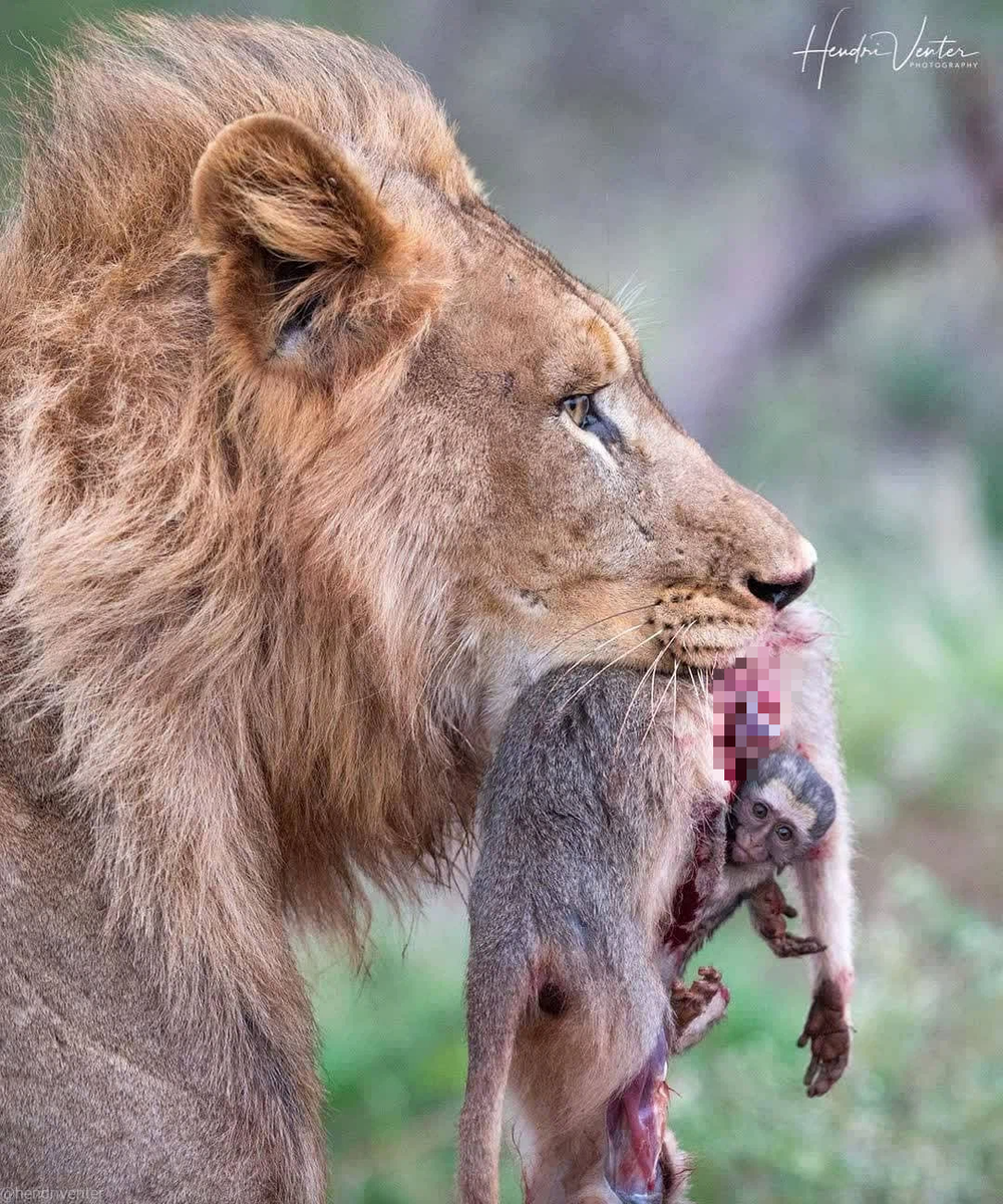 Chụp khoảnh khắc sư tử ngậm con mồi trong miệng, nhiếp ảnh gia phóng to ảnh xem mới nhận ra sự thật đau lòng - Ảnh 3.