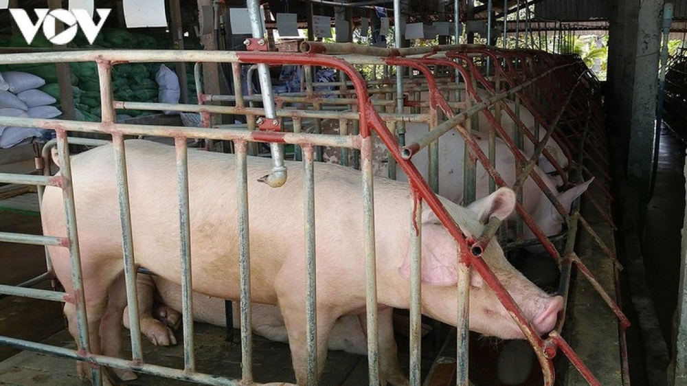  Giá lợn hơi trong nước tiếp tục giảm, xuống mức thấp nhất trong 1 năm qua  - Ảnh 1.
