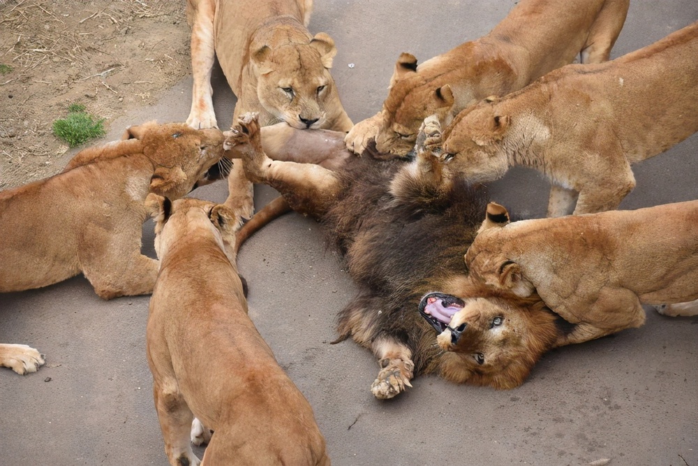 Đưa sư tử đực vào nhốt chung với bầy sư tử cái, đến khi quay lại, nhân viên sở thú không khỏi sốc trước những gì nhìn thấy - Ảnh 4.